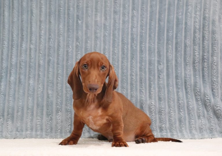 Pablo-0560a-puppy-mini-dachshund-Puppy-Lodge