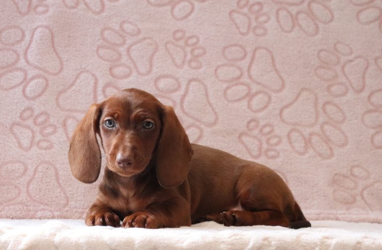 Paisley-0085aa-puppy-mini-dachshund-Puppy-Lodge