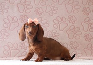 Paisly-0085ccc-puppy-mini-dachshund-Puppy-Lodge