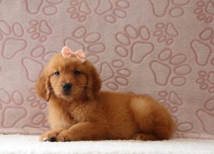 Penda-4173a-puppy-golden-retriever-Puppy-Lodge