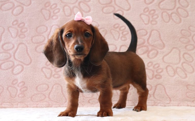 Princess-0098bb-puppy-mini-dachshund-Puppy-Lodge