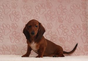Princess-0098cc-puppy-mini-dachshund-
