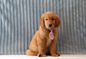 Red-4080aa-puppy-golden-retriever-Puppy-Lodge