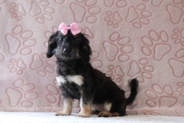 Reese-0676aa-puppy-mini-doxidoodle-Puppy-Lodge