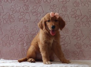 Rita-4087aaa-puppy-golden-retriever-Puppy-Lodge