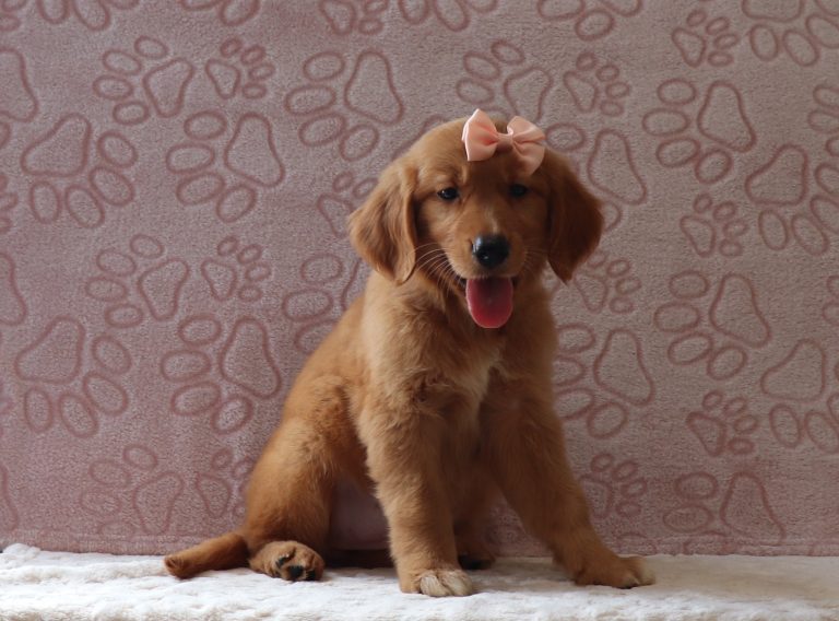 Rita-4087aaa-puppy-golden-retriever-Puppy-Lodge
