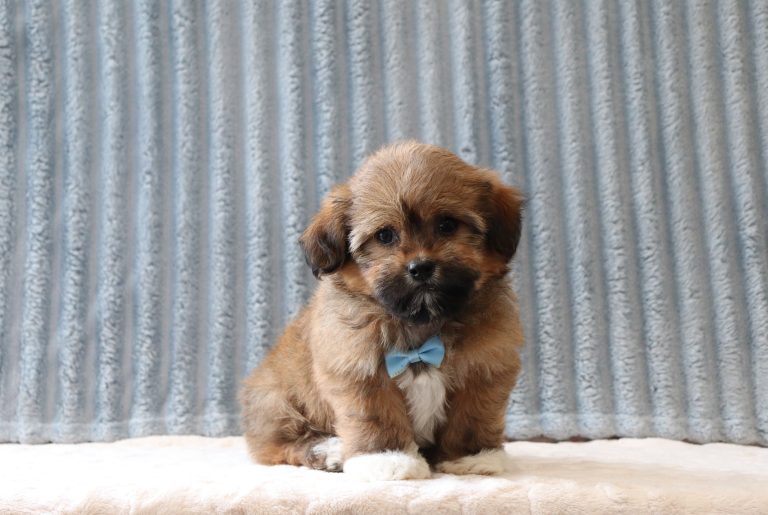 Roger-6188a-puppy-teddy-bear-Puppy-Lodge