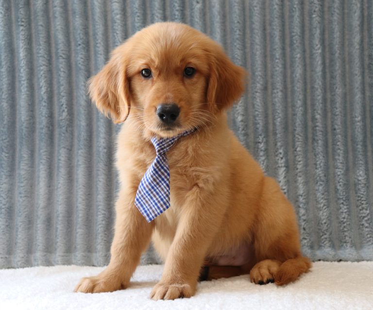 Roscoe-4085aa-puppy-Golden-Retriever-Puppy-Lodge