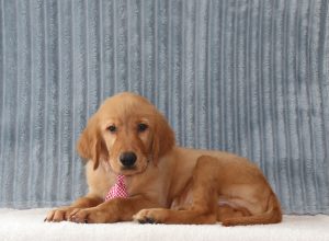 Roscoe-4085ccc-puppy-golden-retriever-Pawsome-Family-Pets