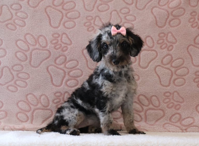 Rose-0684aa-puppy-mini-doxidoodle-Puppy-Lodge