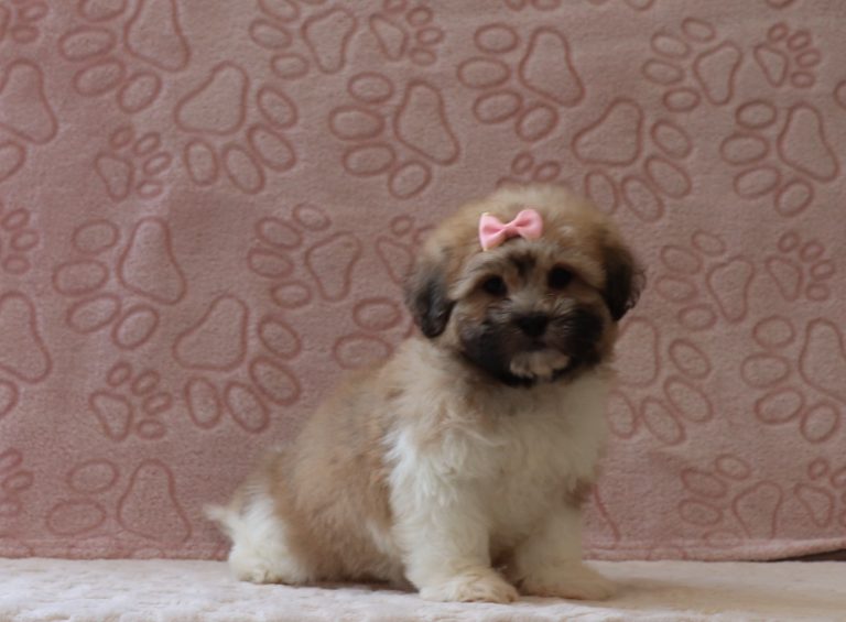 Sadie-0096aaa-puppy-teddy-bear-Puppy-Lodge
