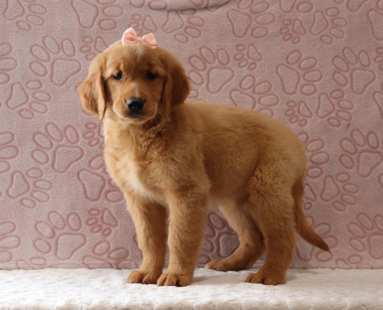 Sinta-6127a-puppy-golden-retriever-Pawsome-Family-Pets-