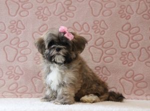 Sophia-0548a-puppy-teddy-bear-Puppy-Lodge