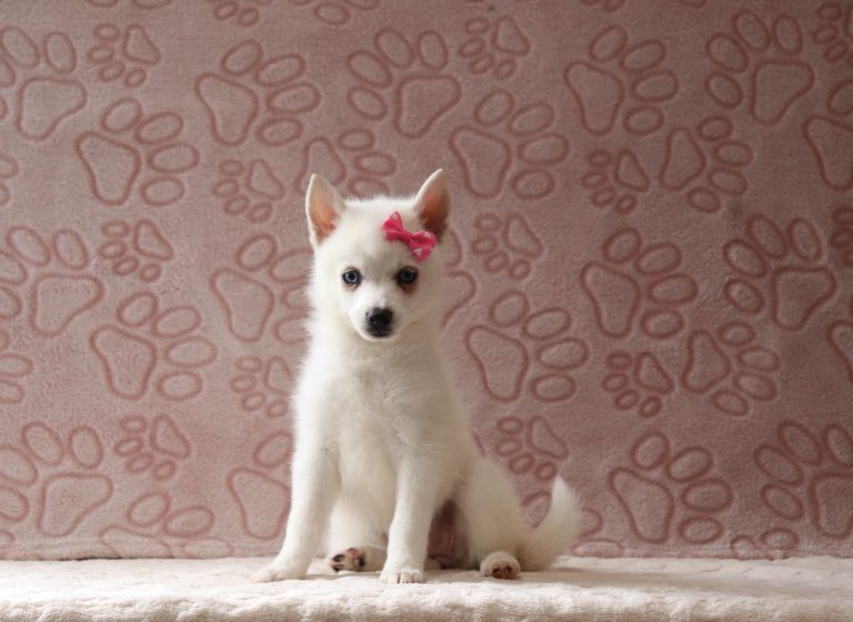 Star-4054aa-puppy-pomsky-Puppy-Lodge