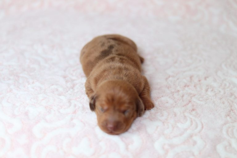 baileys-gracie-litter mini dachshund-the puppy lodge