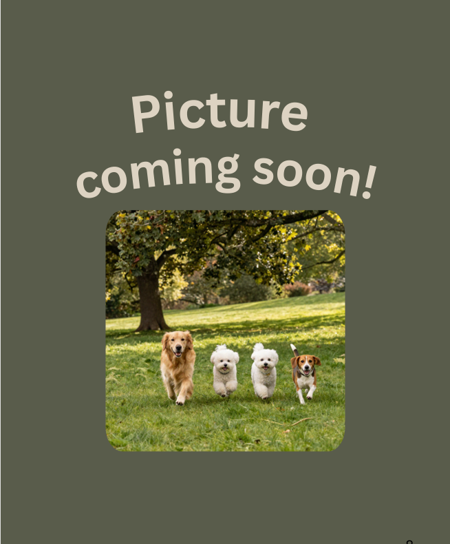 Placeholder with overlay text 'Picture coming soon' showing four dogs running on a grassy park