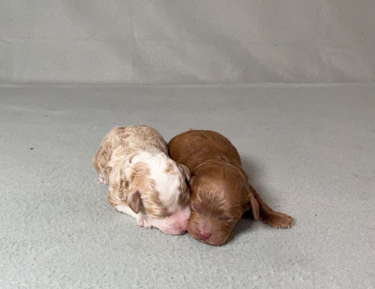 lassie-litter Mini poodle-the puppy lodge
