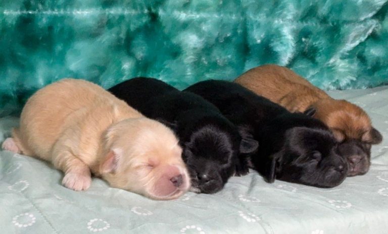 Four newborn puppies sleeping side by side on a pale blue quilt with a teal backdrop.