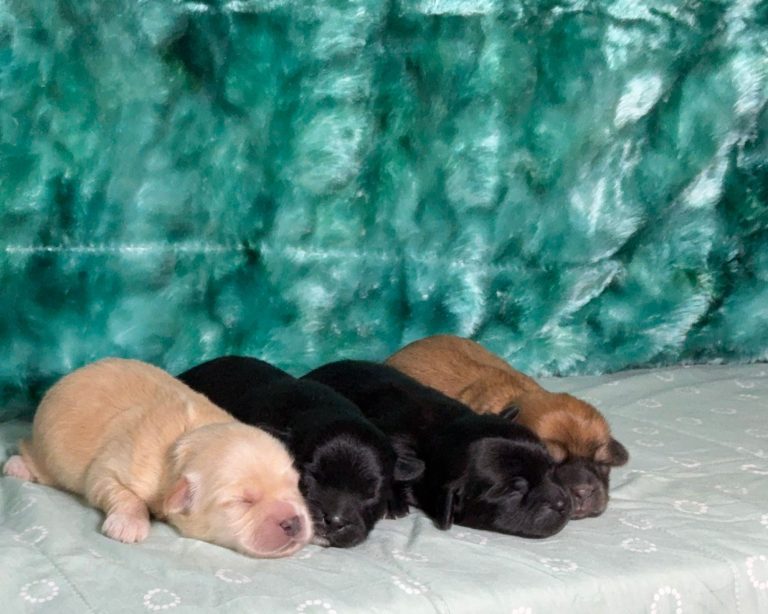 lexi-litter teddy bear-the puppy lodge