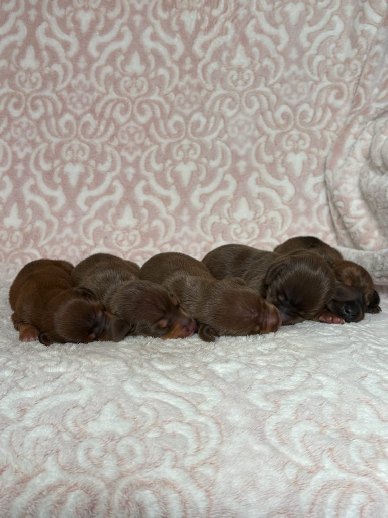little-dawn-litterMini dachshund-the puppy lodge
