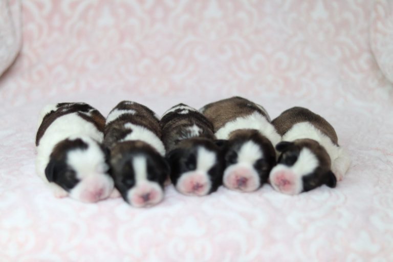 marcella-litter teddy bear-the puppy lodge