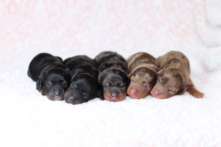 pergalena-litter mini dachshund-the puppy lodge