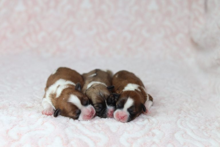 sandy-litter teddy bear-the puppy lodge