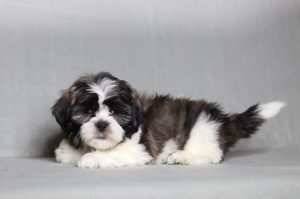0088aaa malissa the teddy bear-the puppy lodge