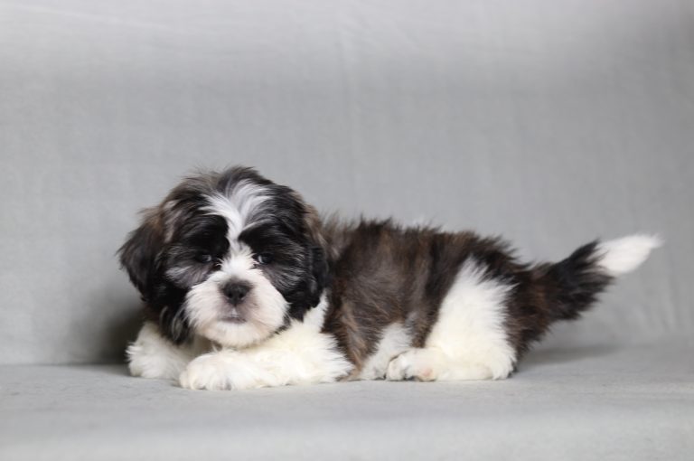 0088aaa malissa the teddy bear-the puppy lodge