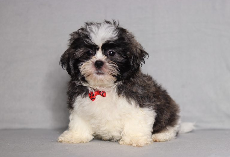 Young fluffy black-and-white puppy with a red bow tie sitting on a gray backdrop, looking at the camera.