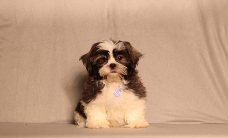 0089aaa mason the teddy bear-the puppy lodge
