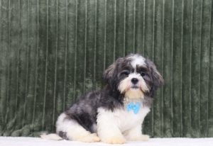 0089aa mason the teddy bear-the puppy lodge
