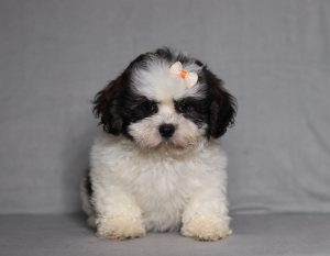 0097aaa macey the teddy bear-the puppy lodge