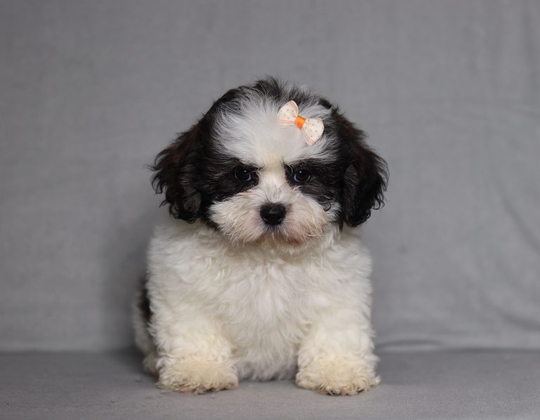 0097aaa macey the teddy bear-the puppy lodge