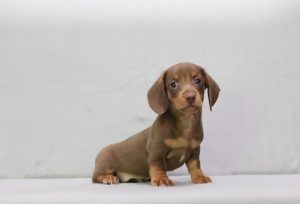0121a delmer the mini dachshund-the puppy lodge