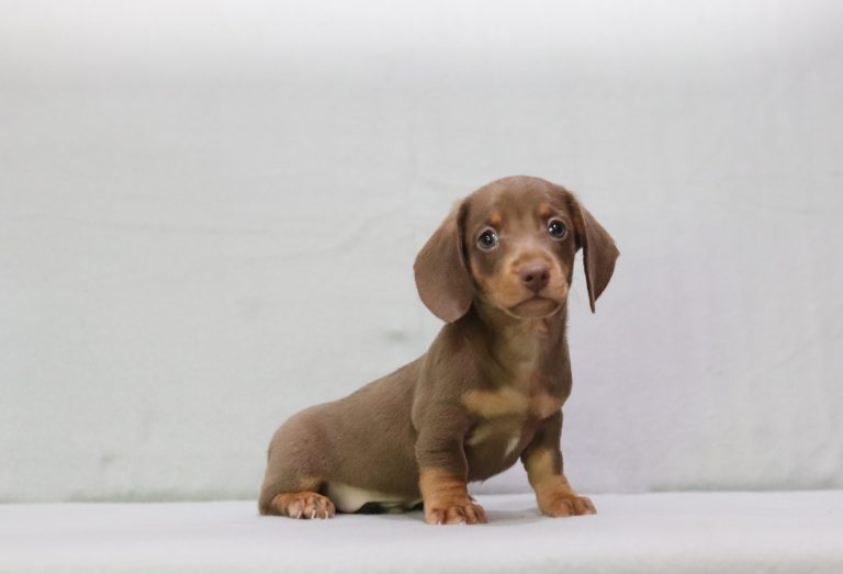 0121a delmer the mini dachshund-the puppy lodge