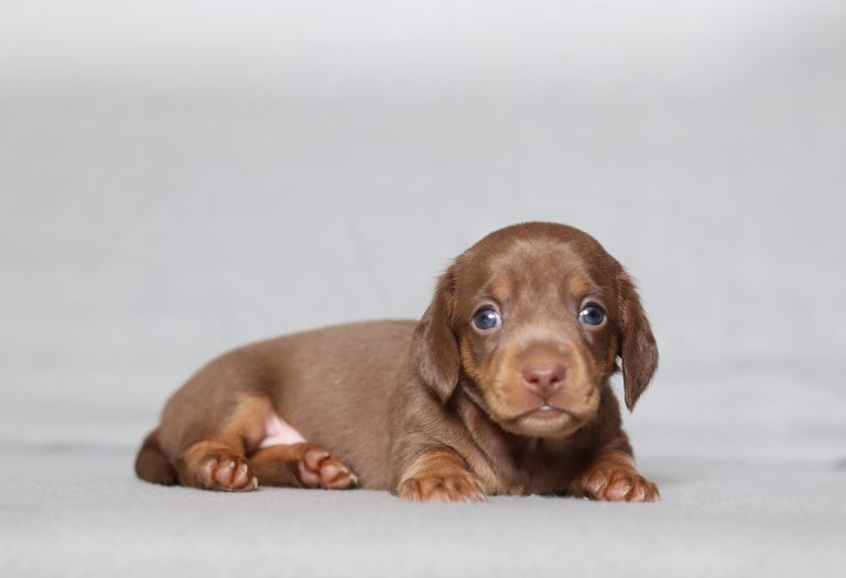 0121a Delmer the mini dachshund-the puppy lodge