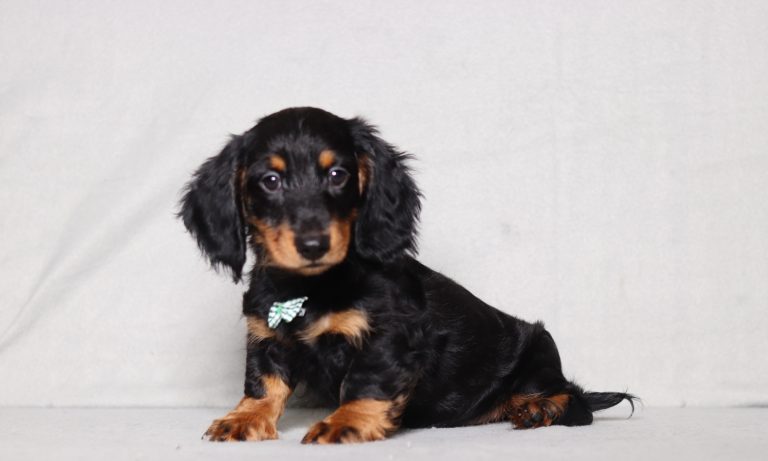 0126aaa gabriel the mini dachshund-the puppy lodge