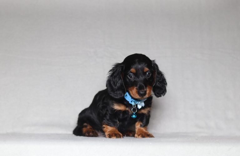 0126aa Gabriel the mini dachshund-the puppy lodge