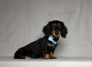 0126aaa gabriel the mini dachshun d-the puppy lodge
