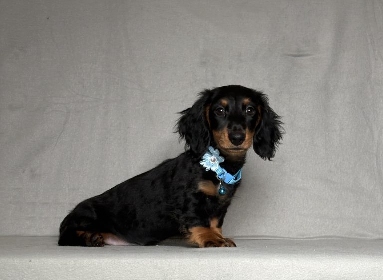 0126aaa gabriel the mini dachshun d-the puppy lodge