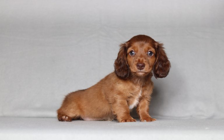 0129aaa dessire the mini dachshund-the puppy lodge