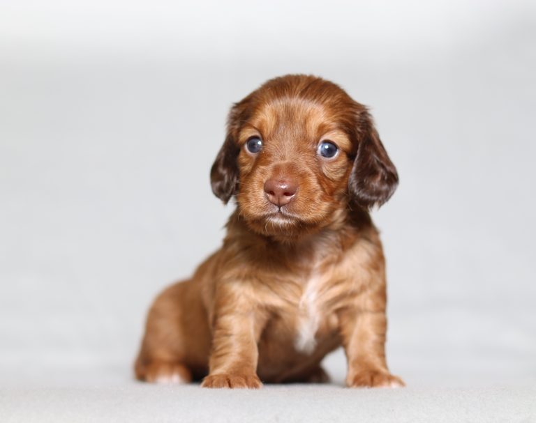 0129a dessire the mini dachshund-the puppy lodge