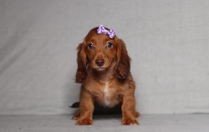 0129aaa- dessire the mini dachshund-the puppy lodge