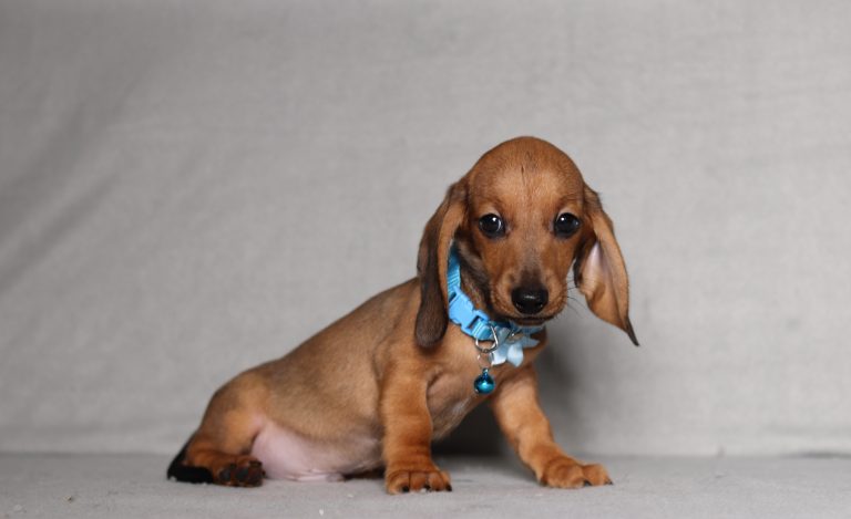 0130aaa devon the mini dachshund-the puppy lodge