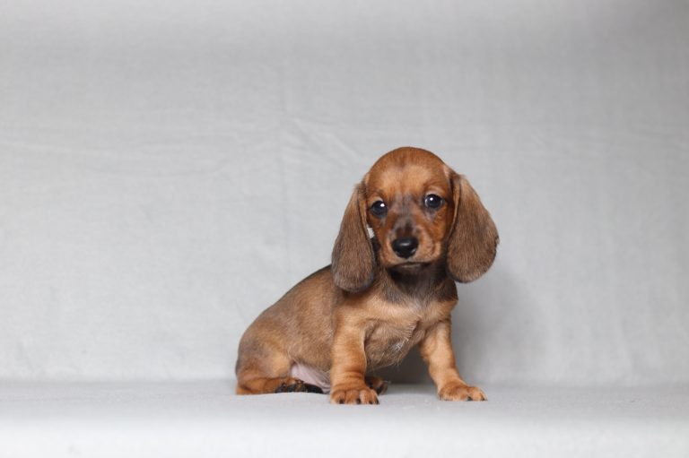 Small brown dachshund puppy sits on a light gray backdrop, looking at the camera.