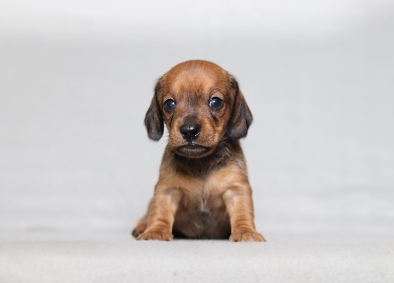 0130aa devon the mini dachshund-the puppy lodge