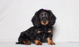 0132aaa glamour the mini dachshund-the puppy lodge