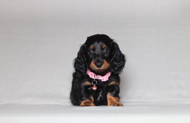 0132aaaGlamour the dachshund-the puppy lodge