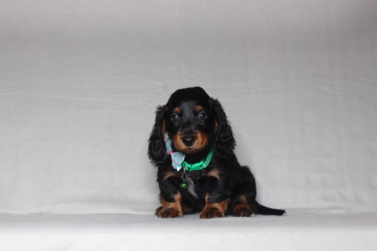0134aaaGideon the dachshund-the puppy lodge